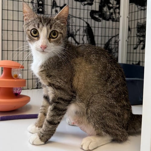 NINA - Domestic Short Hair available for adoption