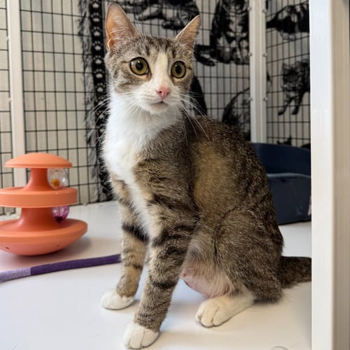 NINA - Domestic Short Hair available for adoption