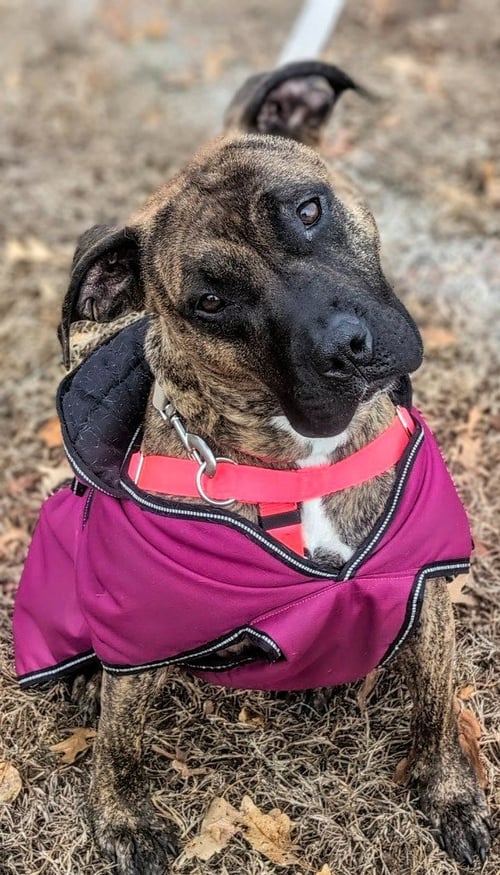 CASSIE - American Staffordshire Terrier available for adoption
