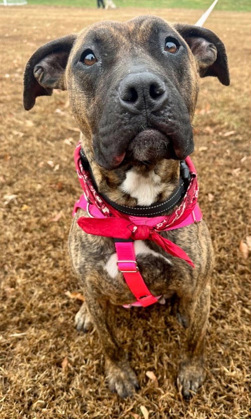 CASSIE - American Staffordshire Terrier available for adoption