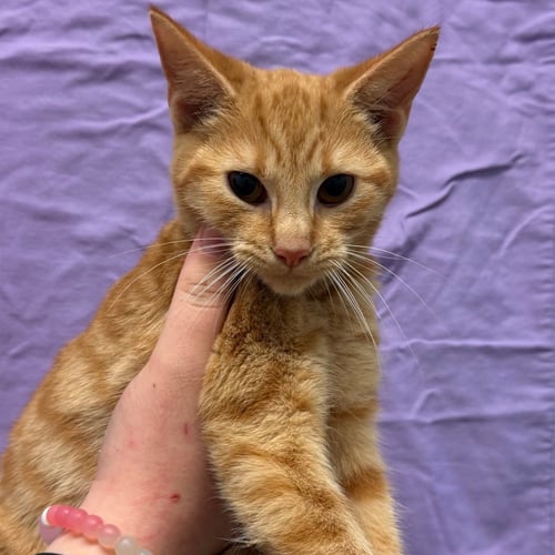 HOCUS - Domestic Short Hair available for adoption