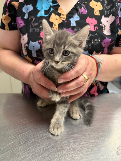 PRINCESS - Domestic Short Hair available for adoption