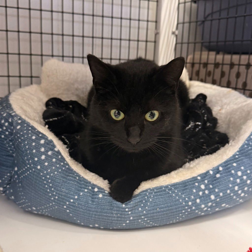 LUANNIE - Domestic Short Hair available for adoption