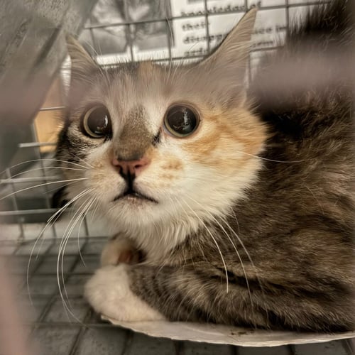 TNR ESTHER AVE 070926