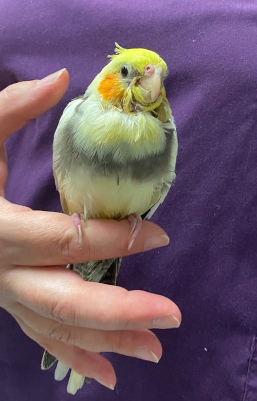 CHEERIO - Cockatiel available for adoption