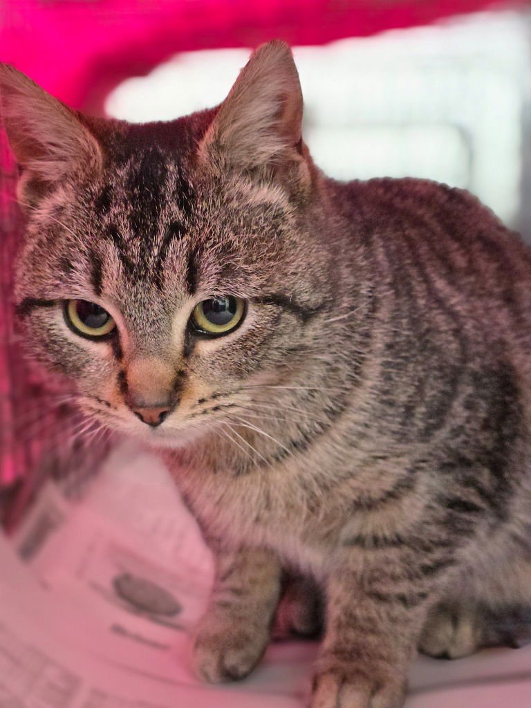 FETTUCCINE - Domestic Short Hair available for adoption