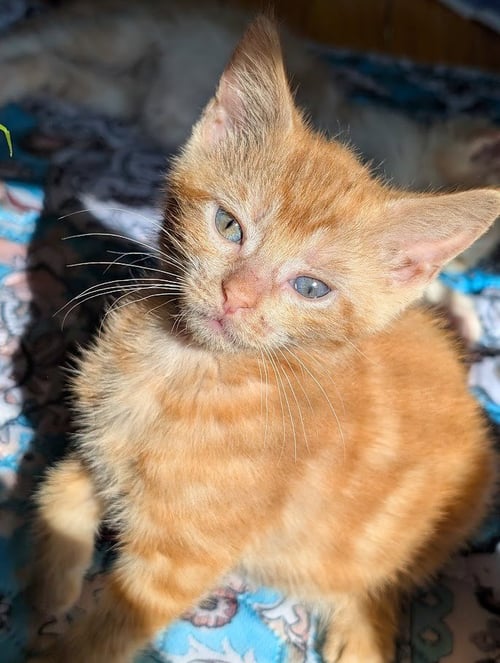 CHICAGO - Domestic Short Hair available for adoption