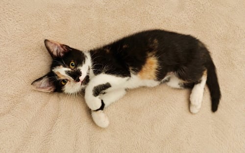 CALLIE - Domestic Short Hair available for adoption