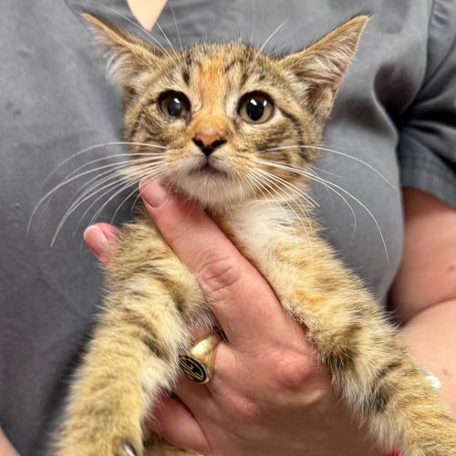 CINDER - Domestic Short Hair available for adoption