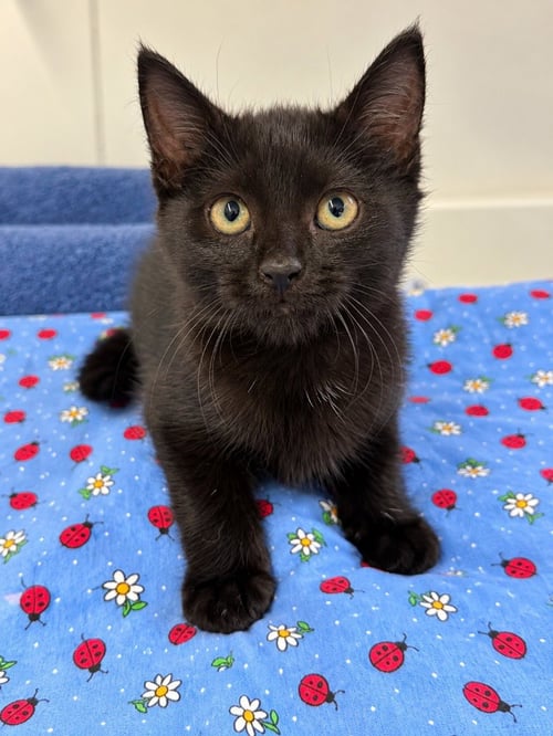POPPYSEED - Domestic Short Hair available for adoption