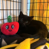 Poppyseed - Photo 2