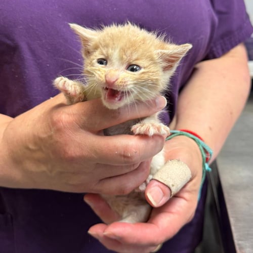 DAKOTA - Domestic Short Hair available for adoption