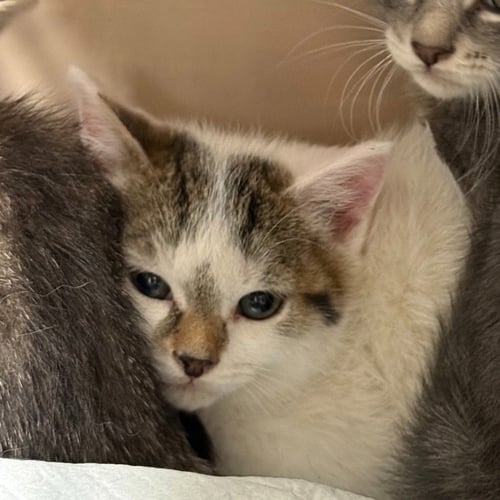 KENICKIE - Domestic Short Hair available for adoption