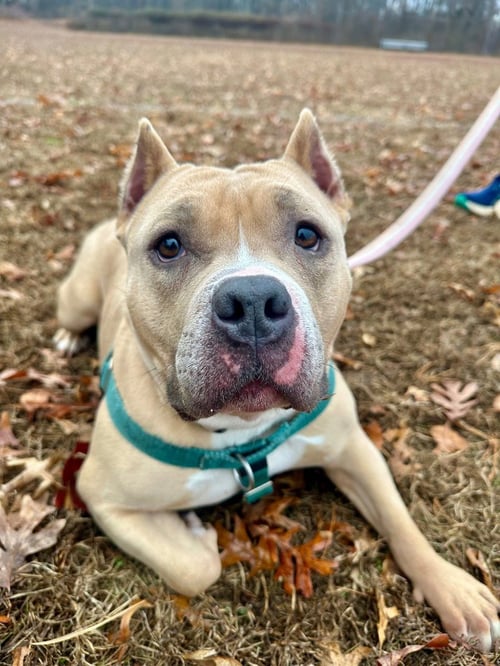 VENUS - American Staffordshire Terrier available for adoption