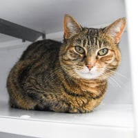 Tabitha - Photo 1