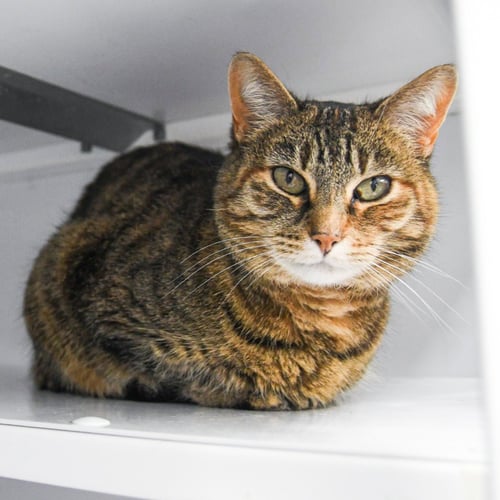 TABITHA - Domestic Short Hair available for adoption