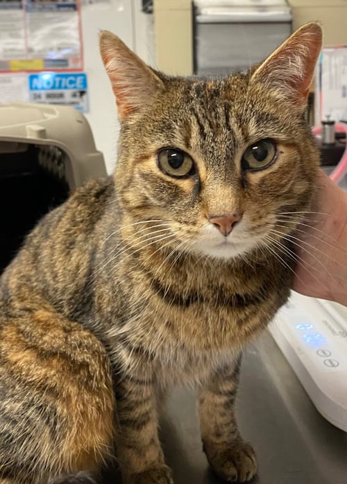 TABITHA - Domestic Short Hair available for adoption