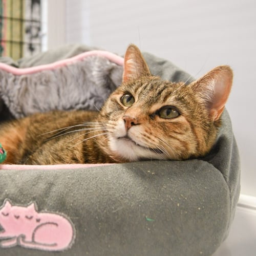 TABITHA - Domestic Short Hair available for adoption