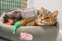 Tabitha - Photo 3