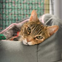 Tabitha - Photo 4