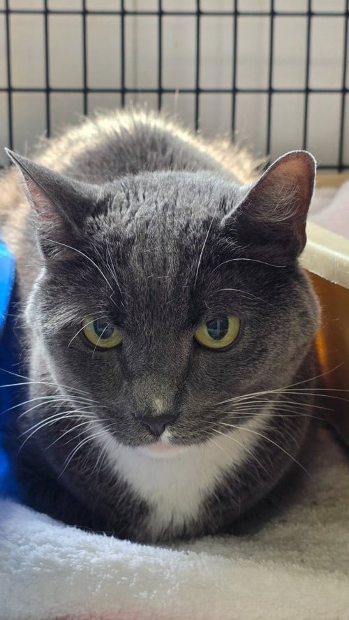 ROMEO - Domestic Short Hair available for adoption