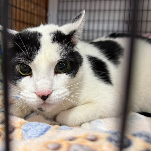 SELENA - Domestic Short Hair available for adoption