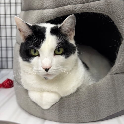 SELENA - Domestic Short Hair available for adoption