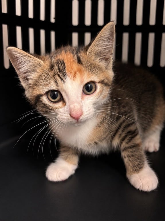 Nora Image