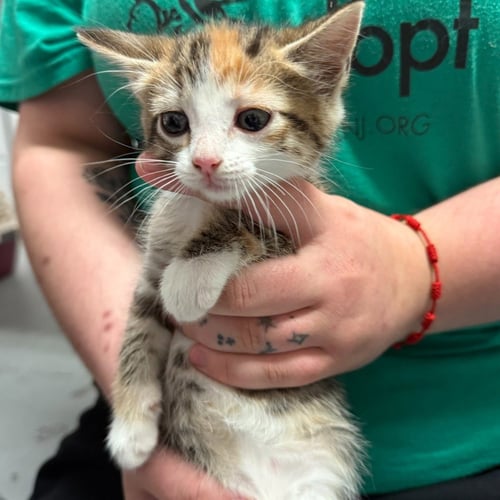 NORA - Domestic Short Hair available for adoption