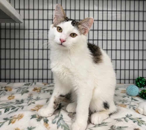 NICO - Domestic Medium Hair available for adoption