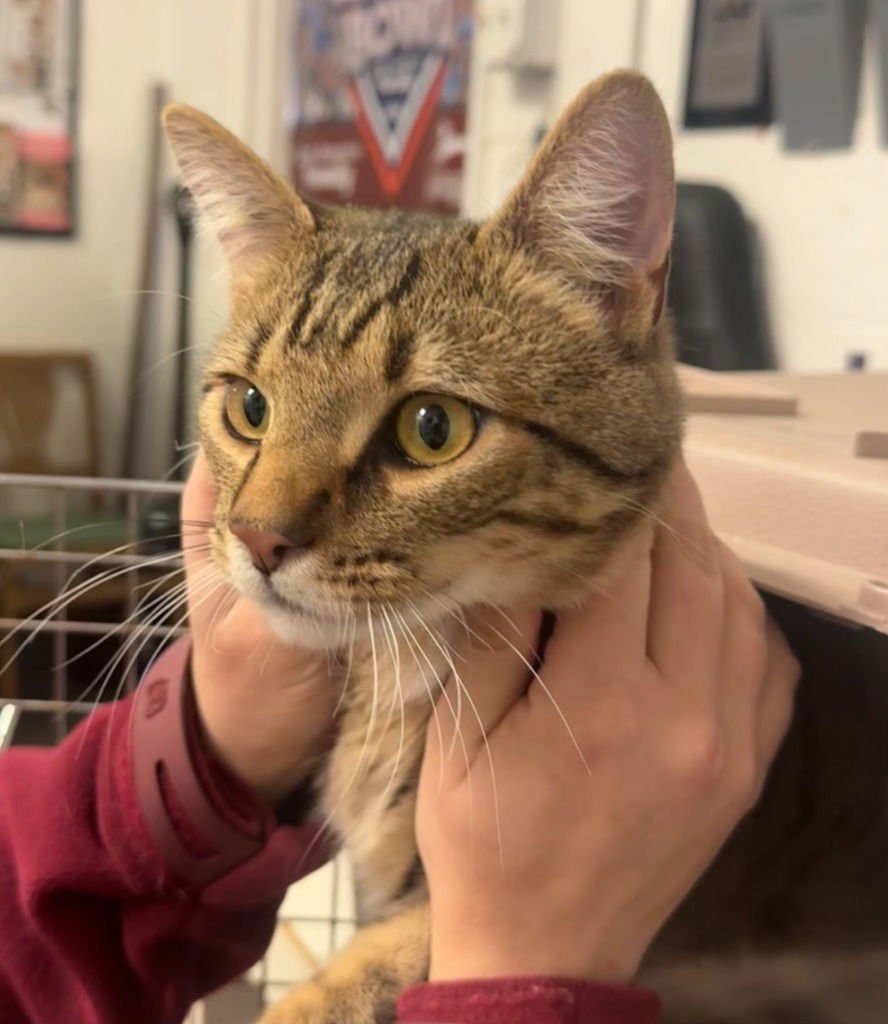 THOMAS - Domestic Short Hair available for adoption