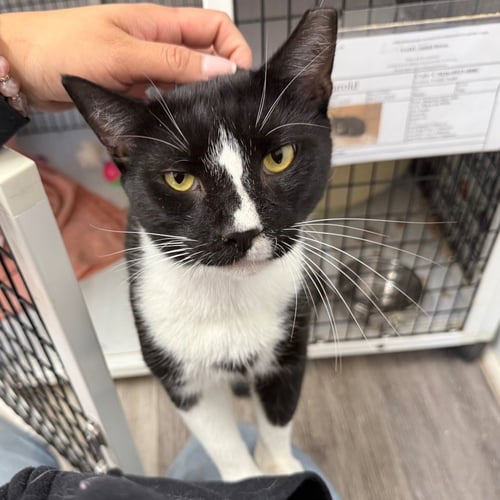 HAROLD - Domestic Short Hair available for adoption