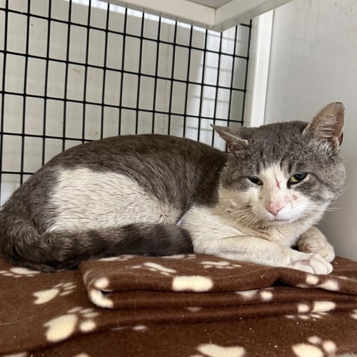 LEON - Domestic Short Hair available for adoption