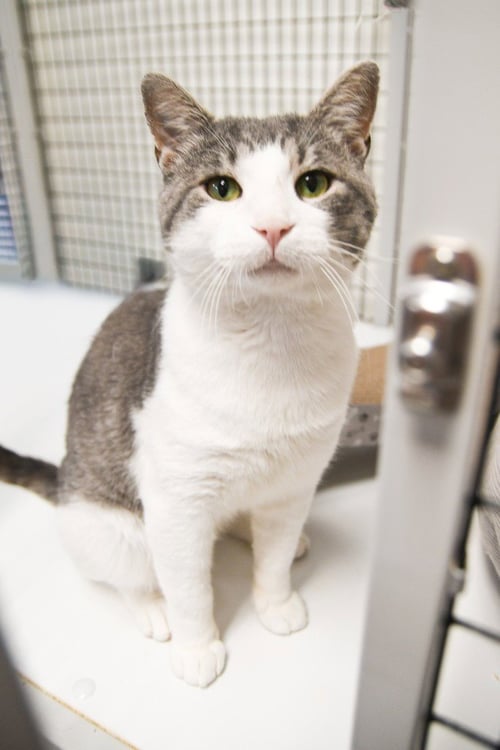 LEON - Domestic Short Hair available for adoption