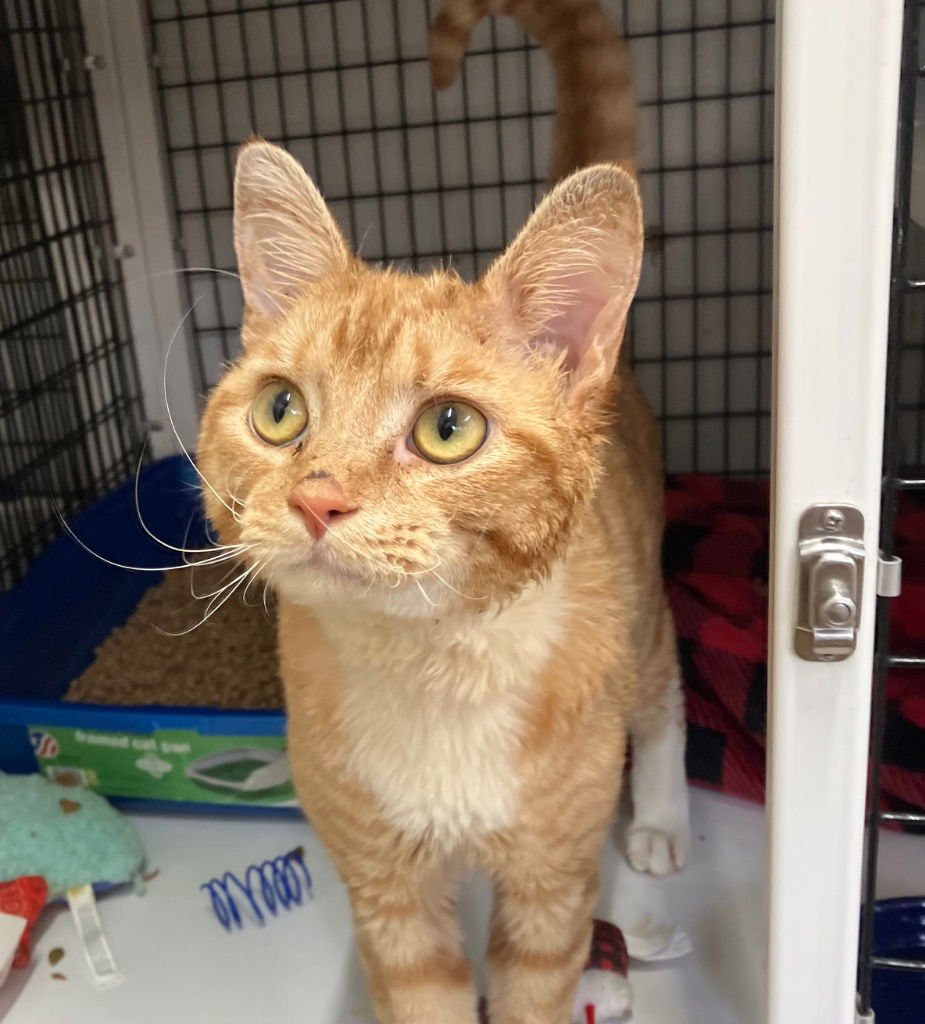 CHARLIE - Domestic Short Hair available for adoption