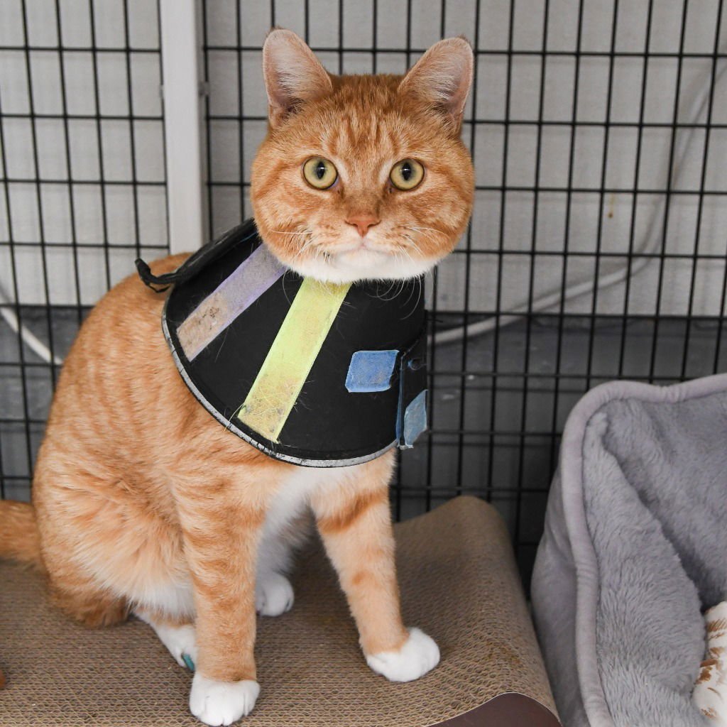 CHARLIE - Domestic Short Hair available for adoption