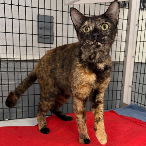 WANDA - Domestic Short Hair available for adoption