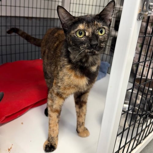 WANDA - Domestic Short Hair available for adoption