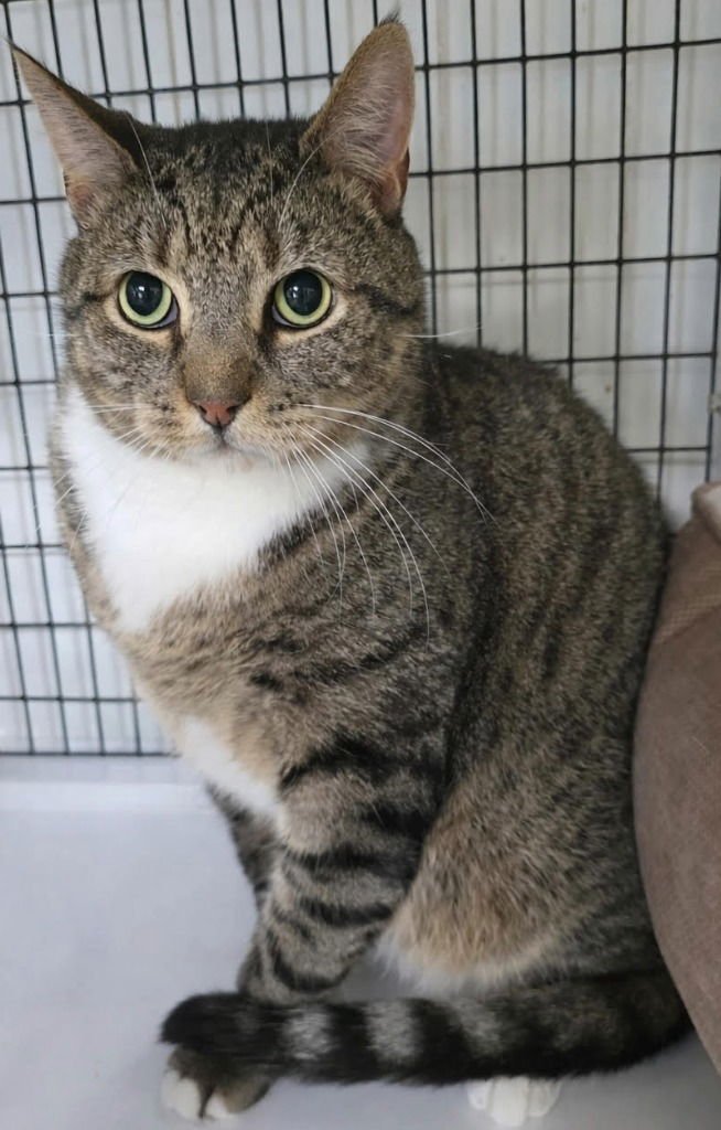 LUIGI - Domestic Short Hair available for adoption