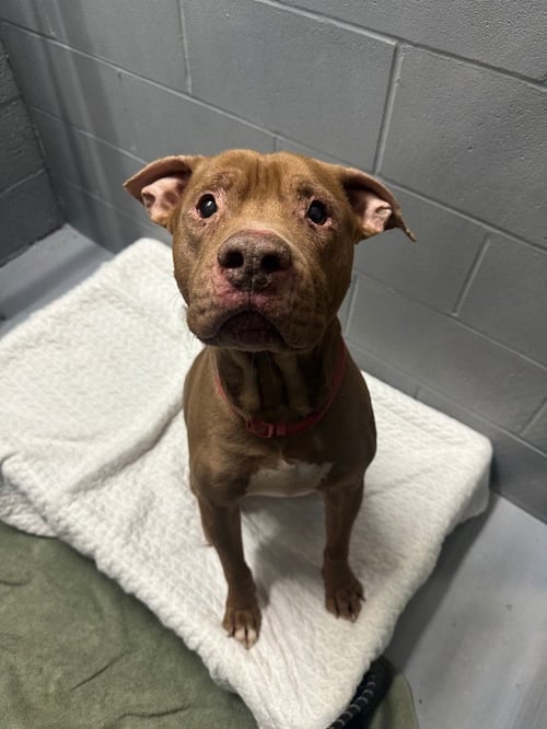 BROWNY - American Staffordshire Terrier for adoption in Trenton