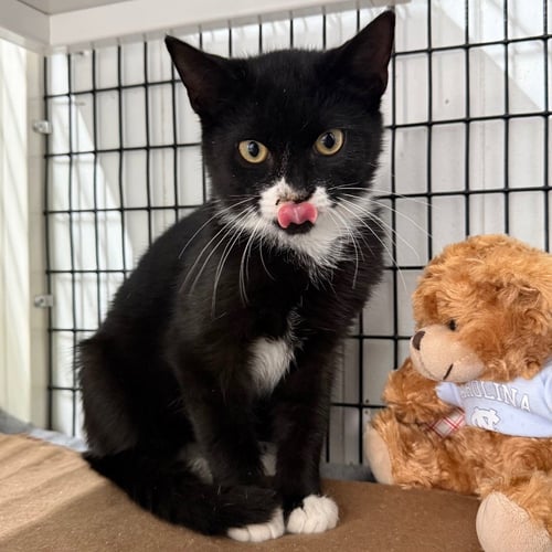 COLETTE - Domestic Short Hair available for adoption