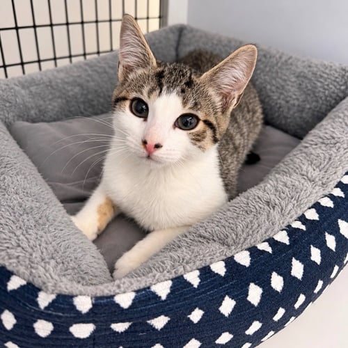 MISTRAL - Domestic Short Hair available for adoption