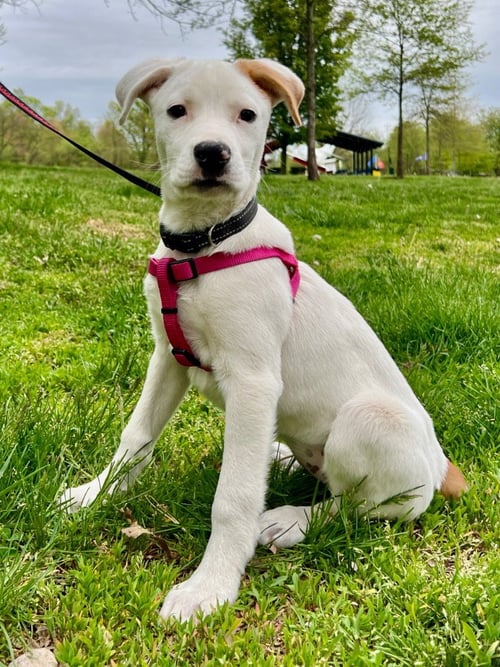LUNA - Labrador Retriever / Hound for adoption in Trenton