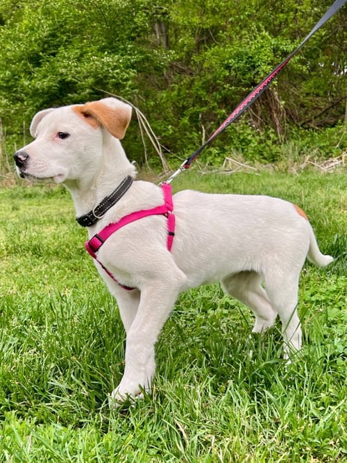 LUNA - Labrador Retriever / Hound available for adoption