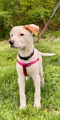 Luna - Photo 3