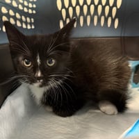 Pepé Le Pew - Photo 3