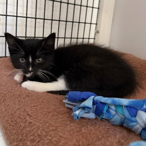 PEPÉ LE PEW - Domestic Short Hair available for adoption