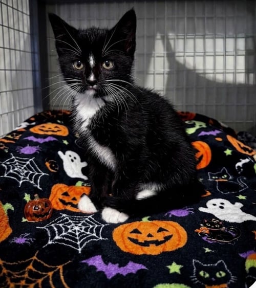 PEPÉ LE PEW - Domestic Short Hair available for adoption