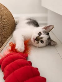 Crawler - Photo 3