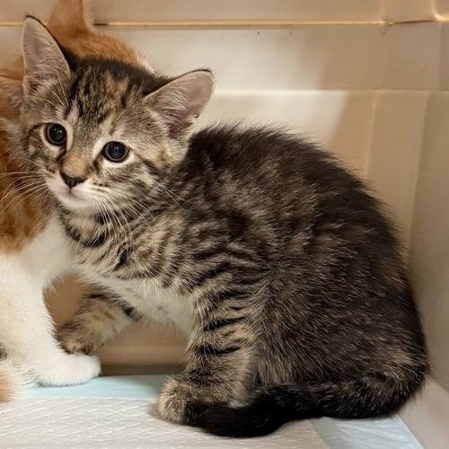 RUSSET - Domestic Short Hair available for adoption
